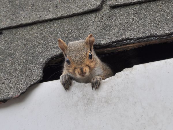 Kalamazoo Wildlife Removal