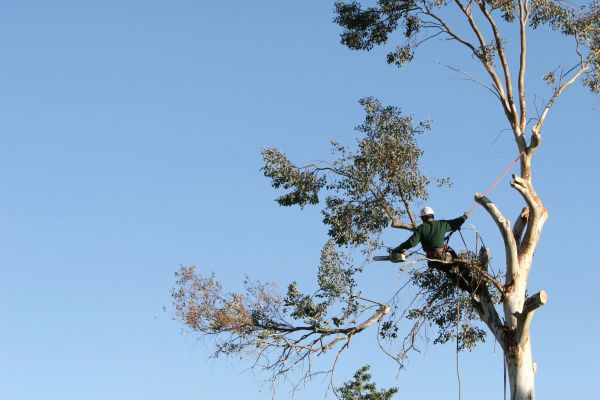 Kalamazoo Tree Trimming