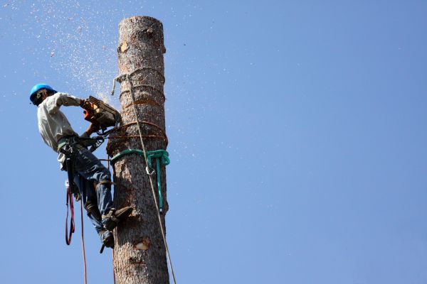 Kalamazoo Tree Removal