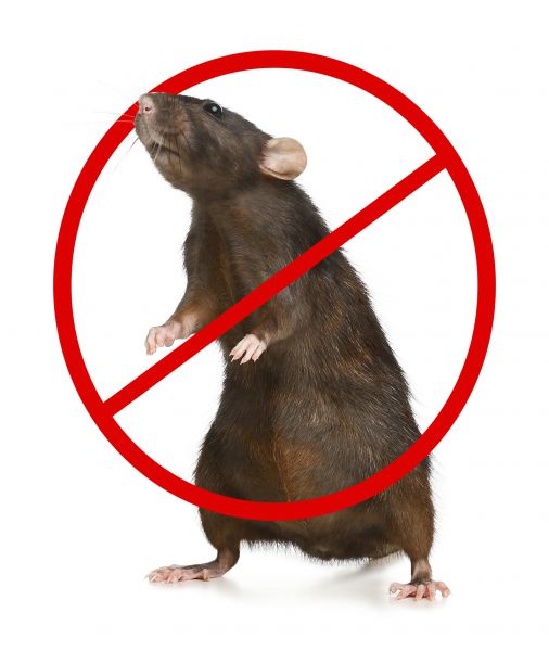 Kalamazoo Pest Control Service